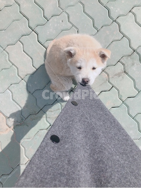 강아지,댕댕이,물기,잡아당기기,장난꾸러기