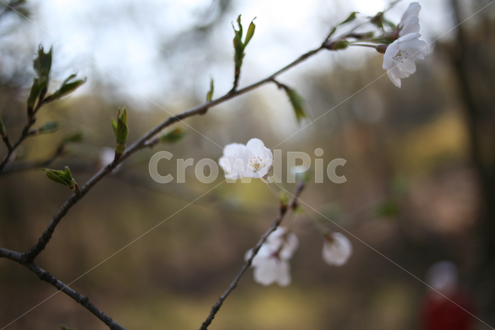꽃,벚꽃,flower,cherryblossom,blossom