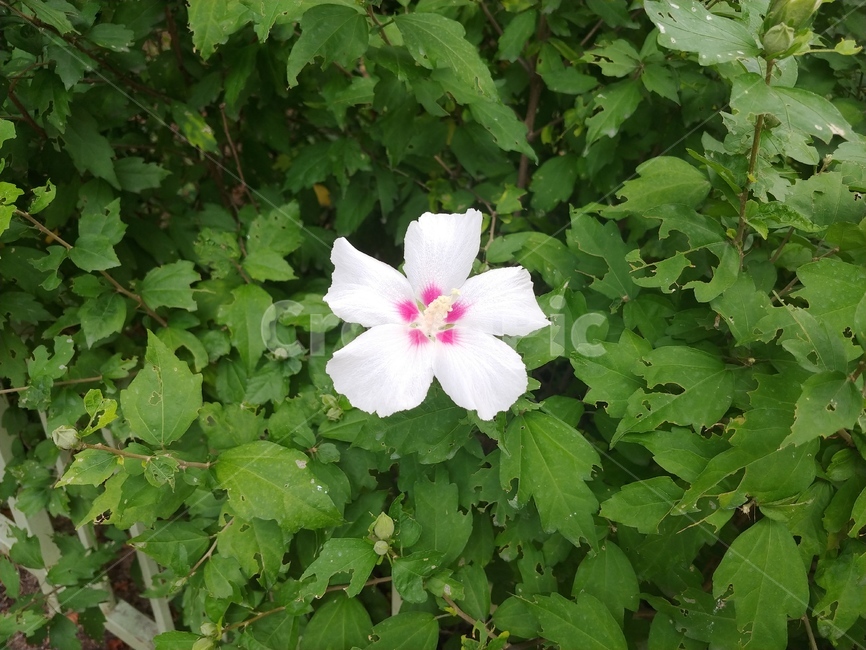 Rose of Sharon flower,flower bed,Rose of Sharon,summer,flower