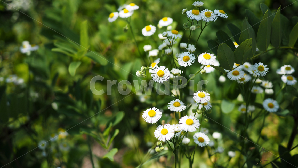 야생화,꽃,green,wildflower,flowers,공원