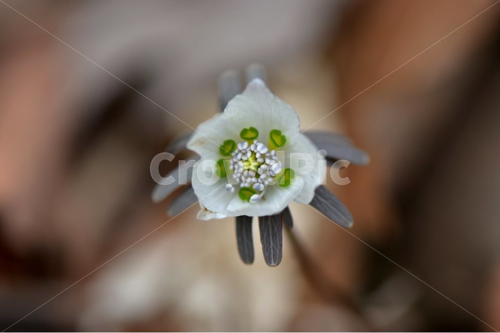 변산바람꽃,2018년,3월,야생화,꽃,생태,식물,자연,들꽃,산꽃,봄,감성,힐링,플라워,계절,시즌,wild,Flower,plants,nature,spring,season,배경,풀,초본,미나리아재비과,너도바람꽃속,flower,생태사진,봄꽃,자생지,경기도,식물,자연,plants,nature,꽃,flower