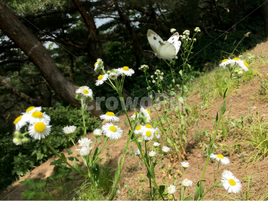 나비,자연,식물,곤충,야생화,산,여름,butterfly,nature,plant,wildflower,summer,식물,자연,plants,nature,꽃,flower,동물,animal,곤충,벌레,insect,bug
