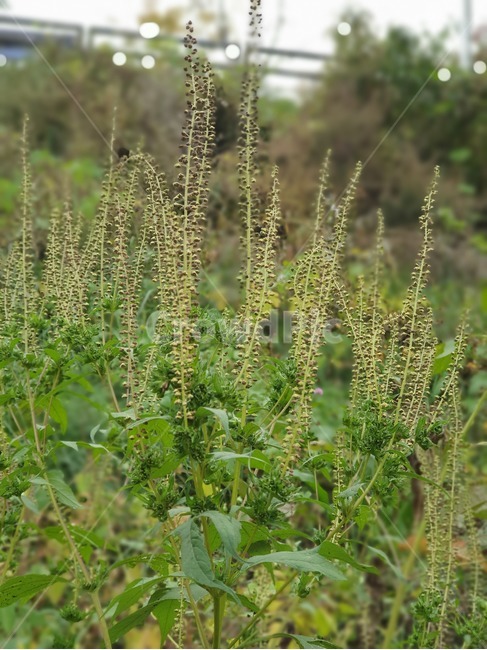 plant,식물,풀,초록,잡초,식물,자연,plants,nature