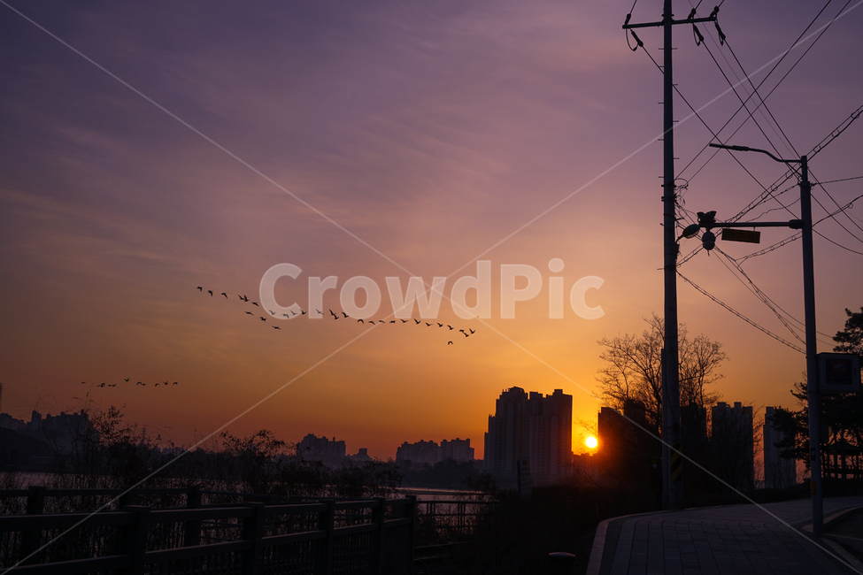 새,조류,동물,겨울철새,철새,이동,비행,새벽,여명,하늘,도시,풍경,city,landscape,실루엣,그림자,silhouette,shadow