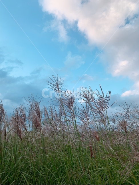 잔디,들판,억새풀,식물,야외,공원,식물,자연,plants,nature