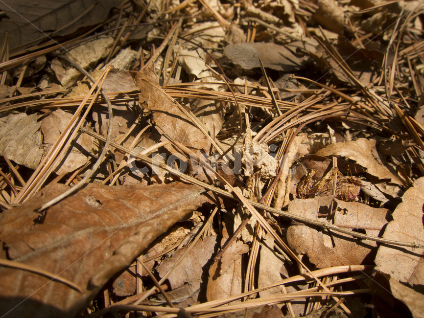 나뭇잎,갈색잎,낙엽,브라운,brown,가을,계절,fall,autumn,season