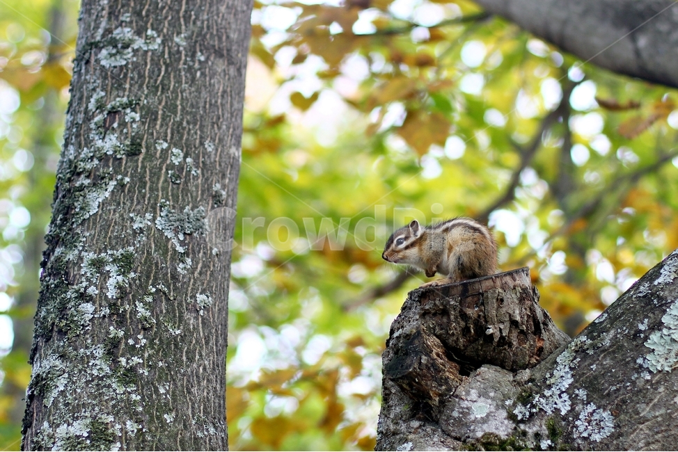 동물,다람쥐,설치류,가을풍경,하늘목장,자연,자연풍경,landscape,대관령,동물,animal,포유류,mammal