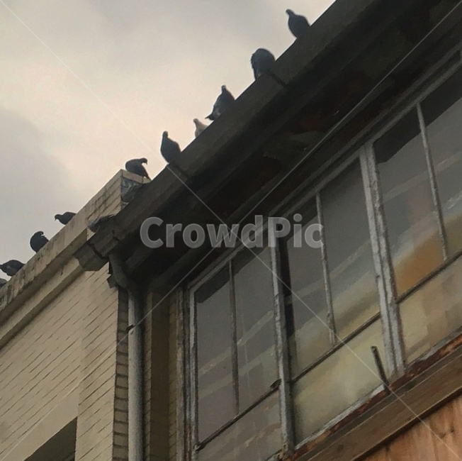 bird,새,animal,동물,지붕,모임,담장,담벼락,우중충,창문,창,건물