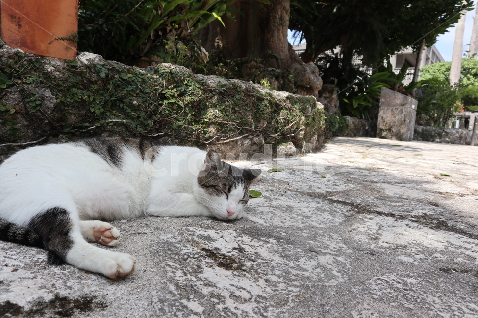 고양이,동물,귀여움,느긋함,힐링,따뜻함,동물,animal,포유류,mammal,고양이,cat,kitten,kitty