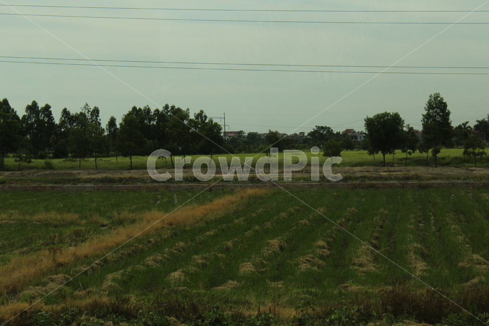논두렁,논,농사,자연,숲,벼,농업,농사,agriculture,farming,farming industry