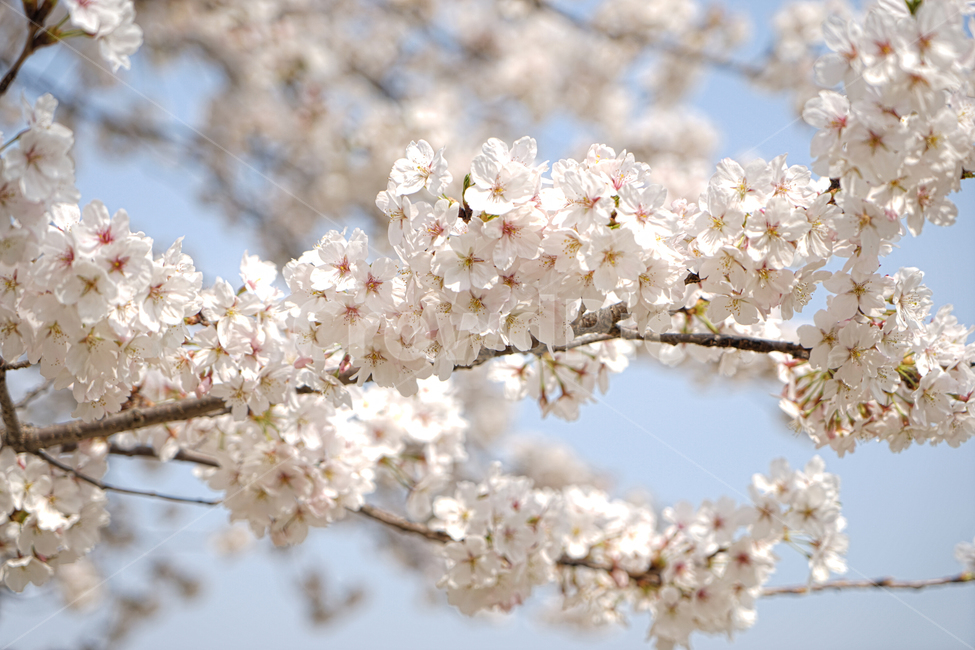 벚꽃,봄,봄꽃,벚꽃놀이,꽃,봄,계절,spring,season,식물,자연,plants,nature,꽃,flower,plant,blossom