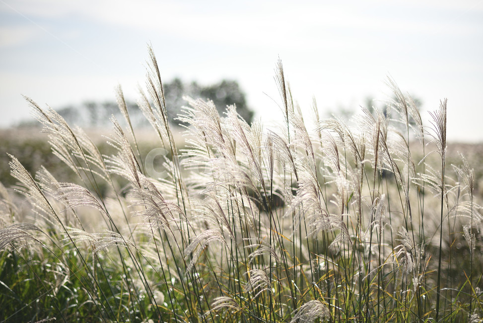 억새,식물,자연,풍경,갈대,가을,계절,fall,autumn,season,자연,풍경,nature,landscape,식물,plants,grass,잔디,plant,lawn