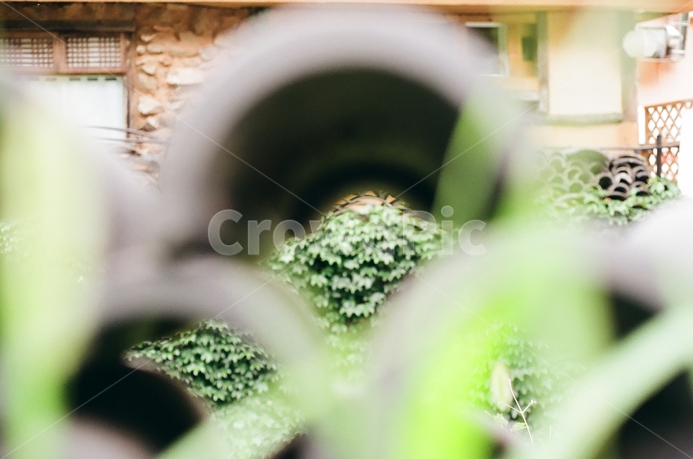 plant,식물,기와,기와집,기왓장