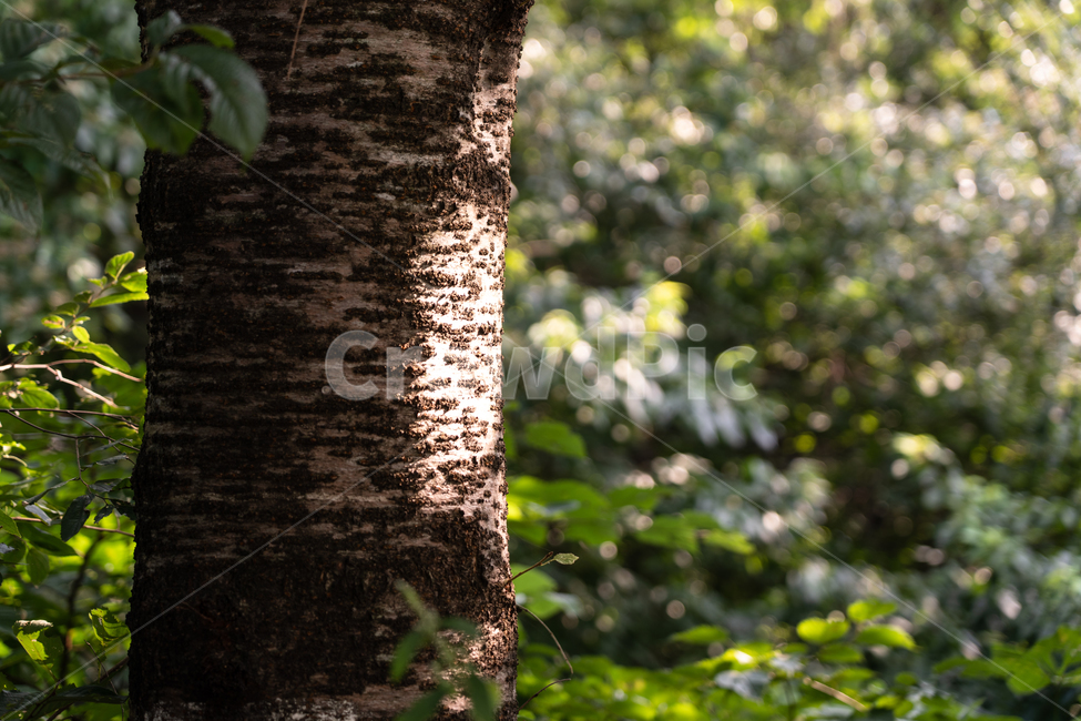 tree,나무,자연,식물,botanical,식물,자연,plants,nature