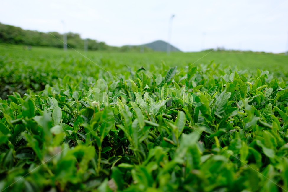field,들,녹차,하늘,sky,초록,green,풀
