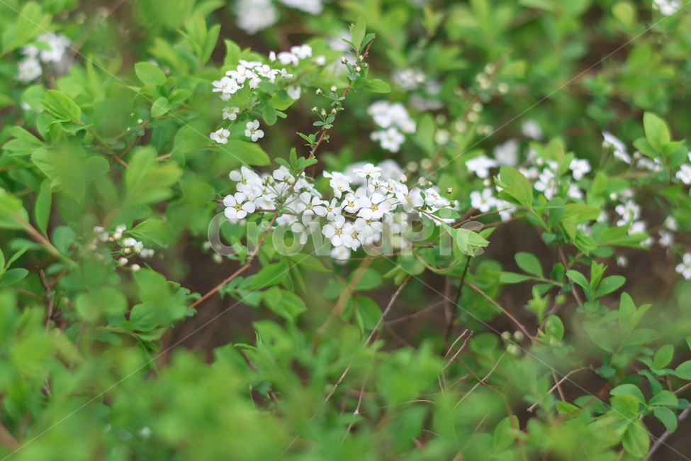 plant,식물,pottery,flower,꽃,blossom,자연,봄꽃,꽃,flower