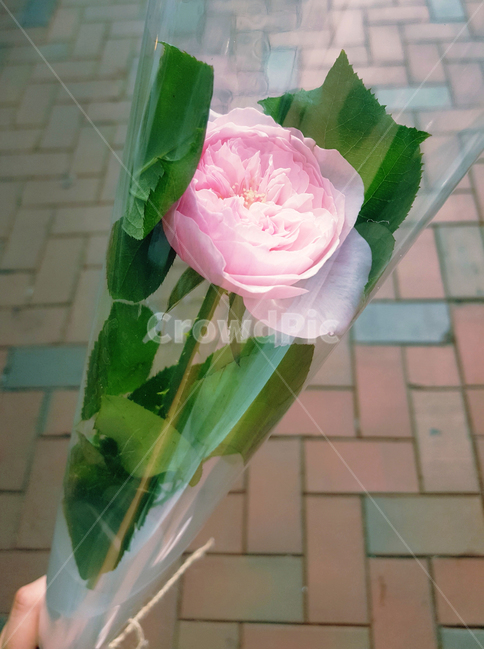 꽃,감성,장미,분홍,색감,분위기,감성사진,느낌,순간,핑크,pink,flower,꽃,flower,기념일,축하,anniversary,congratulation,celebrate,celebration