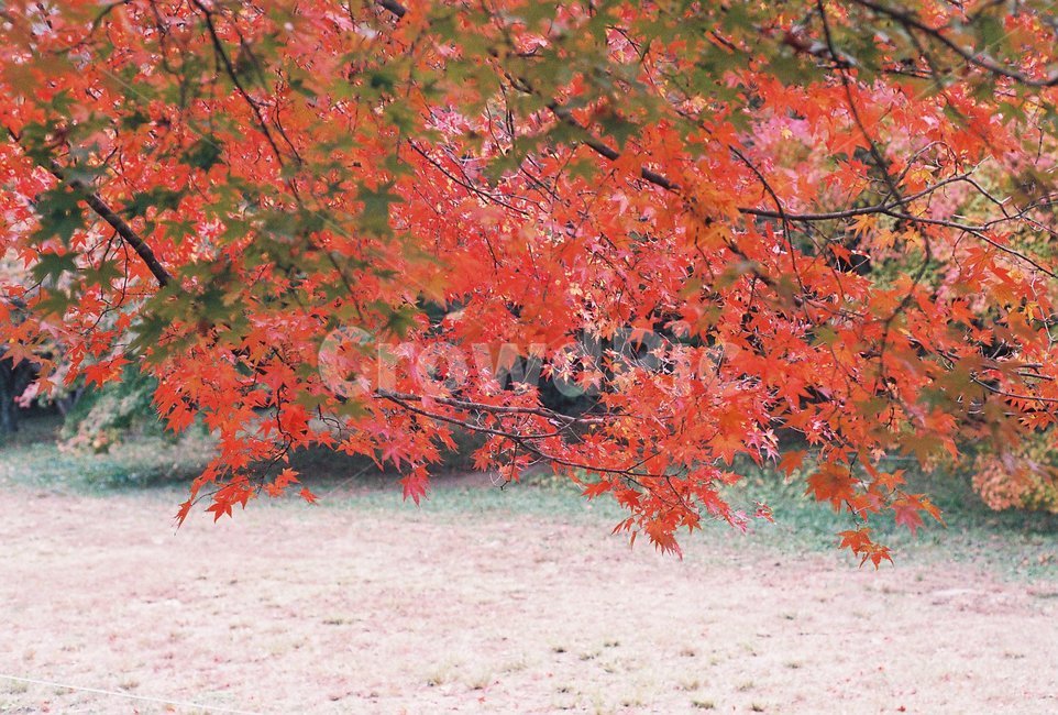 단풍나무,가을,단풍,풍경,내장산,가을,계절,fall,autumn,season,식물,자연,plants,nature,leaf,잎,plant,tree,나무,maple