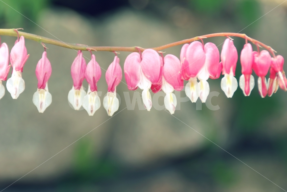 꽃,금낭화,꽃잎,bleedingheart,들꽃,식물,자연,plants,nature,꽃,flower