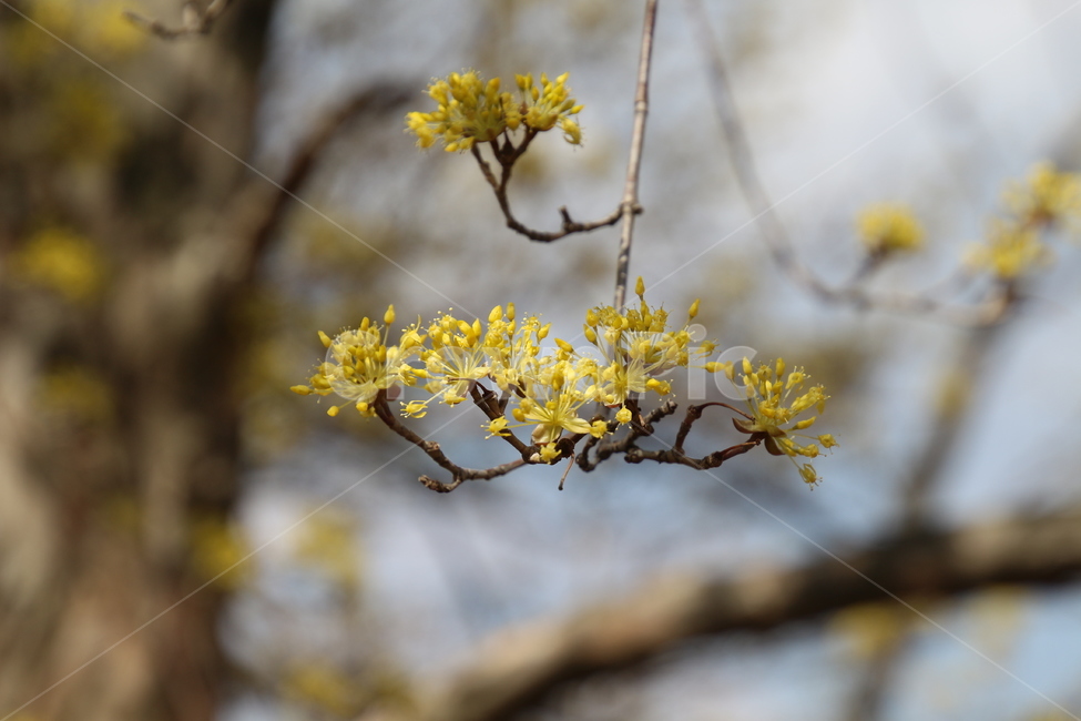 산수유,꽃,층층나무,식물,구례산수유축제,봄,계절,spring,season,식물,자연,plants,nature,꽃,flower,plant