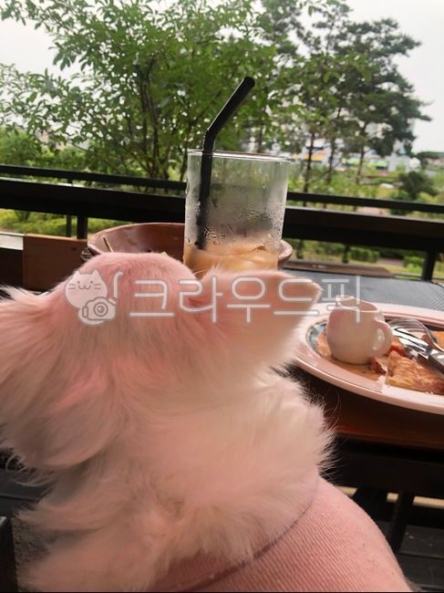 강아지,반려견,반려동물,애견,공원,산책,치와와,하얀강아지,화이트치와와,puppy,dog,브런치,동물,animal,포유류,mammal,개,강아지,dog,doggy