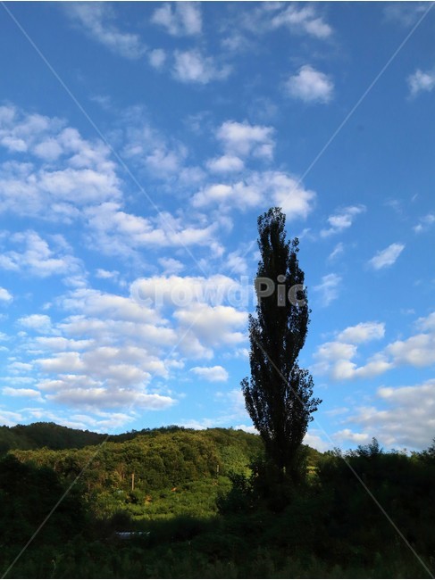 풍경,미루나무,여름,충북,음성,자연,풍경,nature,landscape,식물,plants,나무,trees,wood,outdoors,옥외,weather,날씨,cumulus,적운,cloud,구름,sky,하늘