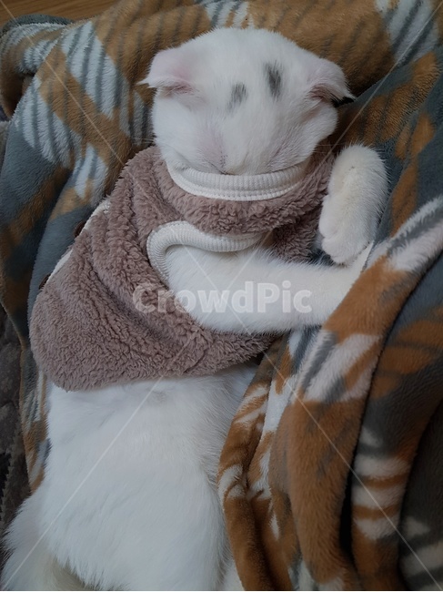 cozy,languid,folded ears,brindle,sleep,warm,meow,white,scottish fold,cat,animal,blanket