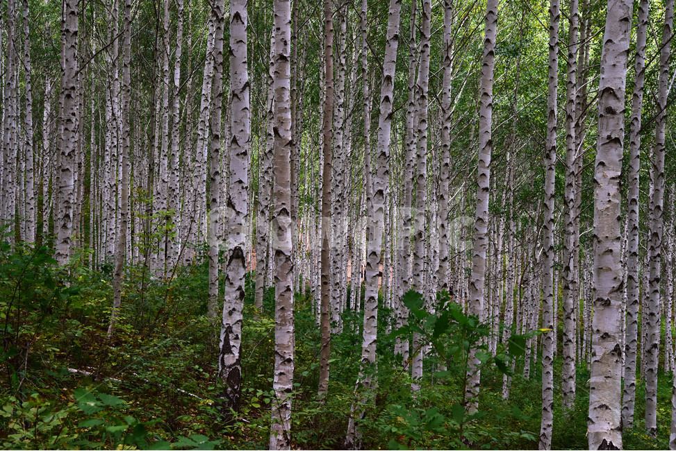 tree,나무,birch,자작나무,풍경,자연,식물,자연,plants,nature,나무,trees,wood