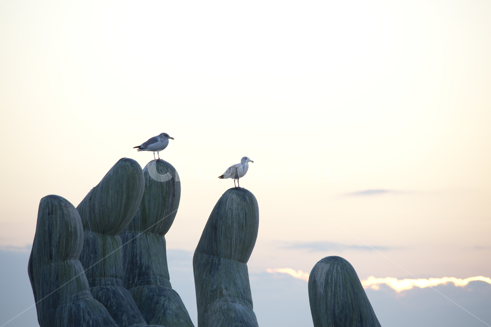 일출,갈매기,자연,nature,ocean,대양,sea,바다,water,bird,물,outdoors,flare,플레어,빛,sunlight,햇빛,조각상,동상,석상,조형물,statue,bronze statue,stone statue