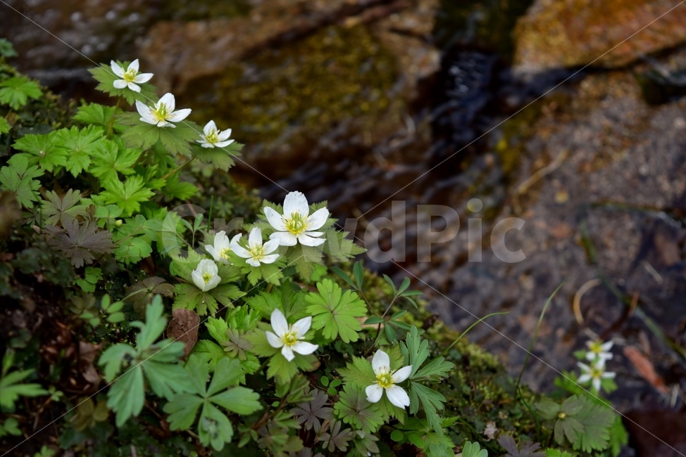 모데미풀,봄,야생화,꽃,청태산,강원도,봄꽃,고산야생화,감성,wildflower,산꽃,봄야생화,계곡,이끼,꽃말,슬픈추억,아쉬움,MegaleranthissaniculifoliaOhwi,금매화아재비,운봉금매화,식물,자연,식생,생태,식물,자연,plants,nature,꽃,flower