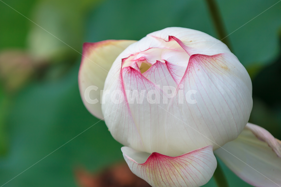 연꽃,불교,여름,식물,정원,꽃잎,꽃,식물,자연,plants,nature,꽃,flower