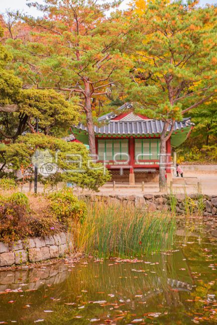 palace,Gyeongbokgung,korea,Jongmyo Shrine,fallen leaves,Changdeokgung Palace,autumn,tradition,old palace
