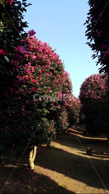 풍경,나무,동백,꽃,제주,자연,풍경,nature,landscape,plant,식물,arbour,정자,garden,정원,outdoors,옥외