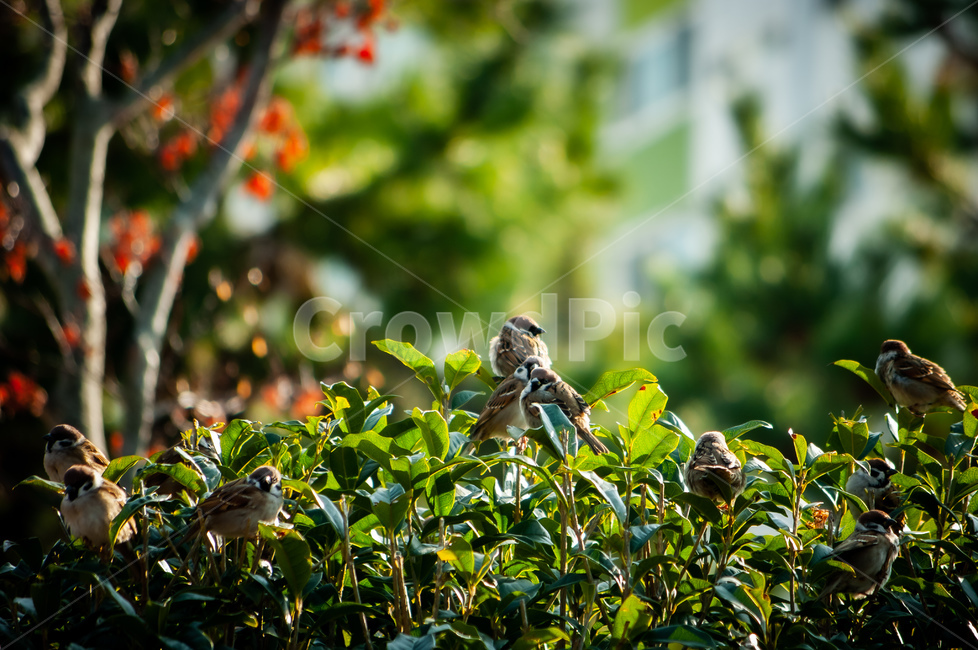 animal,동물,bird,새,참새,공원,아침,햇살,동물,animal,조류,새,birds