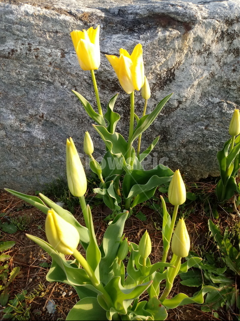 튤립,tulip,백합과,식물,꽃,구근초,여러해살이화초,노란색꽃