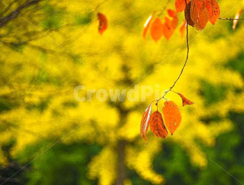 단풍,추색,가을,나무,나뭇잎,잎새,자연,잎,가을,계절,fall,autumn,season,leaf,plant,식물,tree