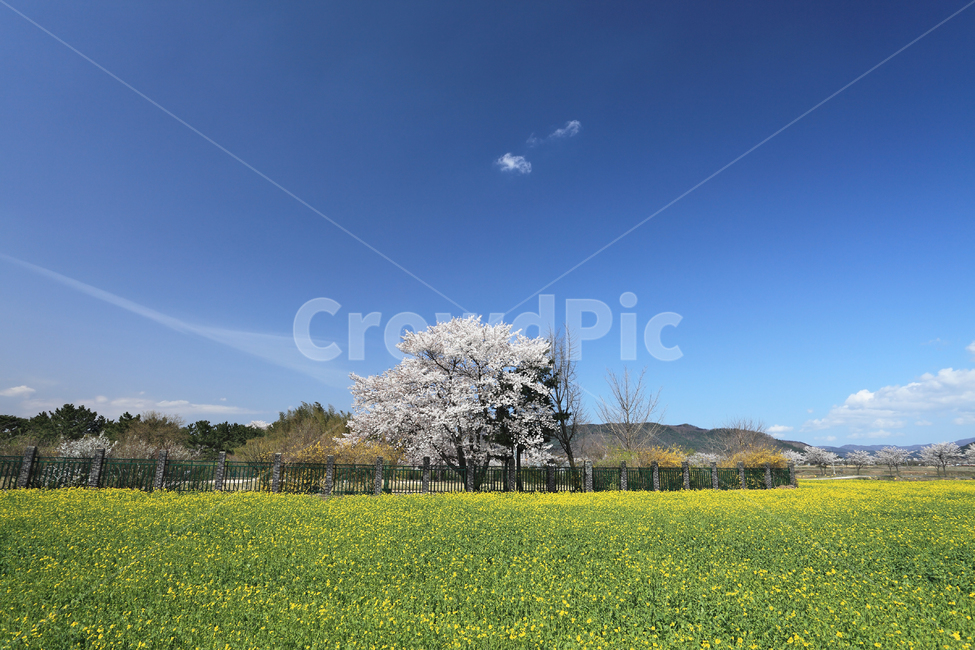 유채꽃,벚나무,벚꽃,유채,꽃밭,들판,들,봄,봄풍경,풍경,하늘,구름,배경,백그라운드,아름다운,자연,경주,경주시,경북,경상북도,한국