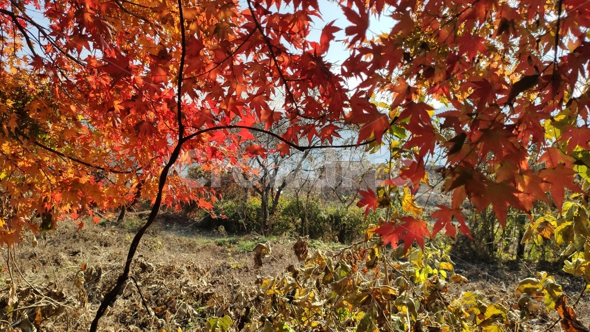 가을단풍,가을,엽록소,leaf,잎,plant,식물,tree,나무,maple,단풍,가을,계절,fall,autumn,season