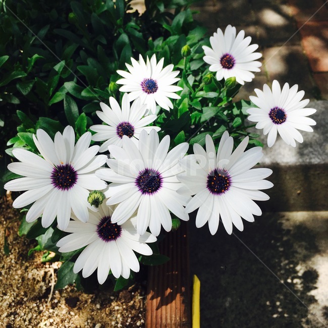 들꽃,만개,꽃잎,흰색,흰꽃,흰꽃잎,햇볕,햇빛,flower