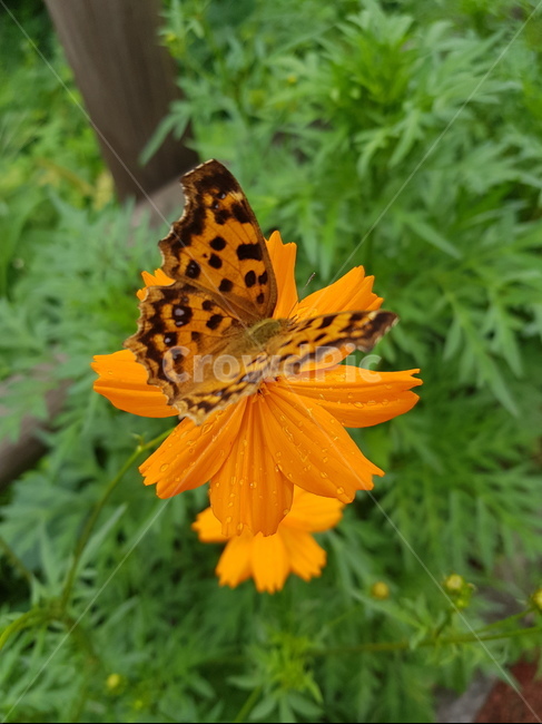 나비,네발나비,남방씨알붐나비,fourfootedbutterfly,butterfly,동물,animal,곤충,벌레,insect,bug