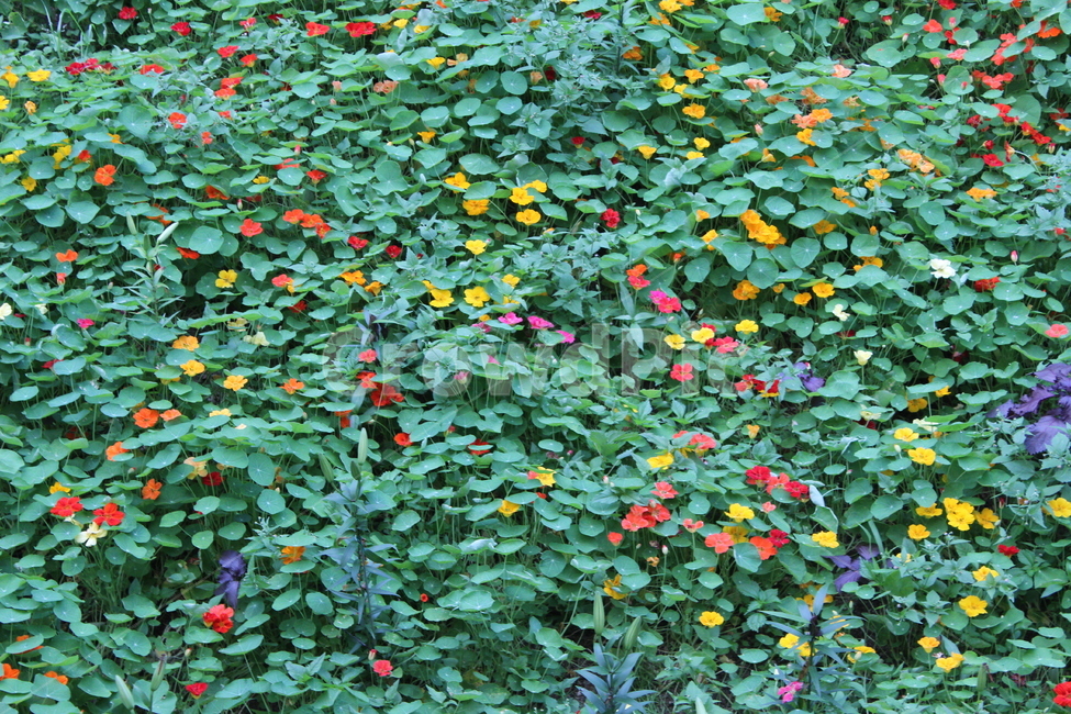 식물원,꽃밭,바탕화면,녹색식물,꽃,식물,자연,plants,nature,꽃,flower