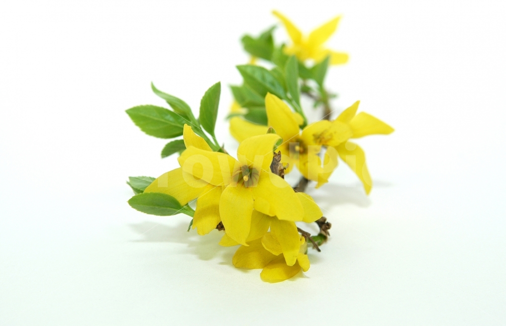 개나리,개나리꽃,꽃,봄,봄꽃,식물,잎,정물,오브젝트,노랑,식물,자연,plants,nature,꽃,flower,누끼,remove background