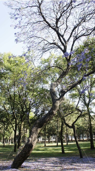 자연,꽃,나무,풍경,고화질,자연,풍경,nature,landscape,tree,plant,식물,tree trunk,나무 줄기