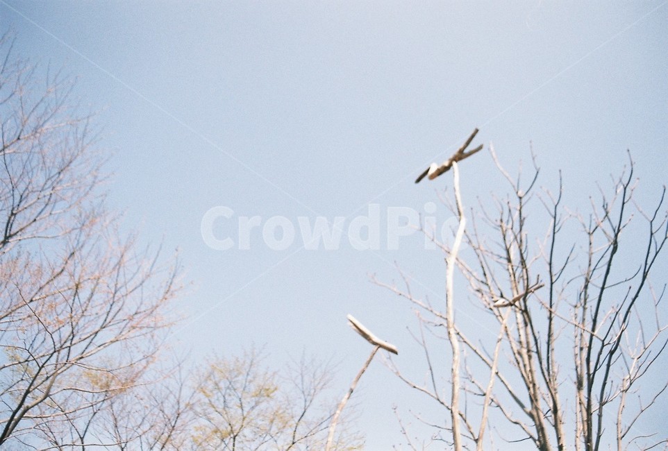 솟대,나무,풍경,겨울,공원,필름카메라,필름사진,flim,겨울,계절,winter,season