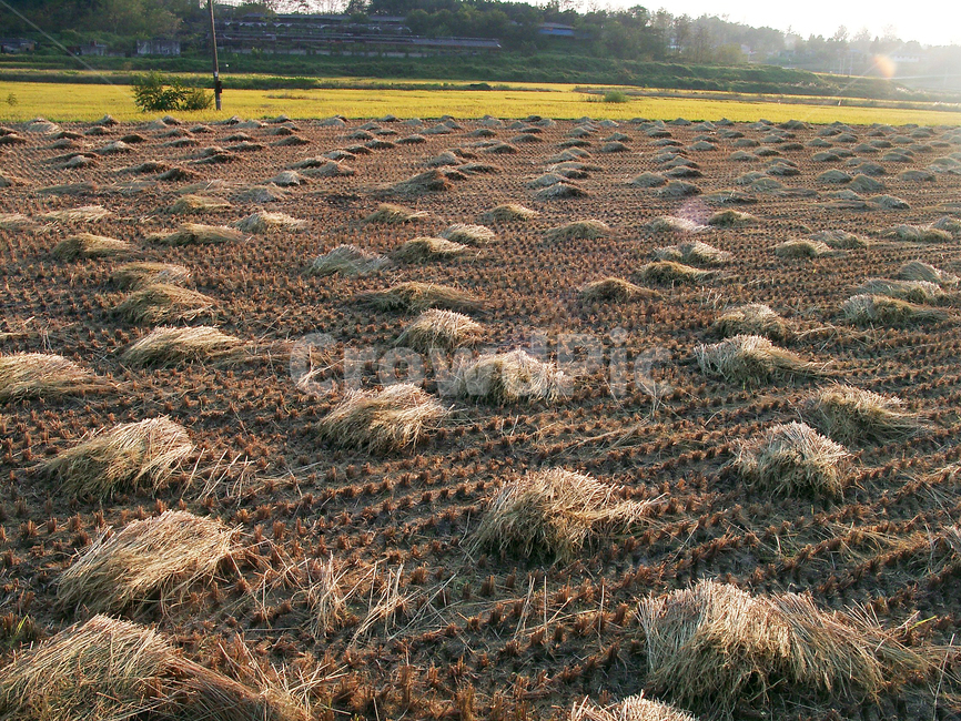추수,논,들녘,농촌,벼,시골,산업,industry,industrial,농업,농사,agriculture,farming,farming industry