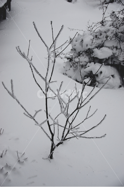 눈꽃,겨울왕국,겨울,눈,제주,폭설,겨울,계절,winter,season,식물,자연,plants,nature