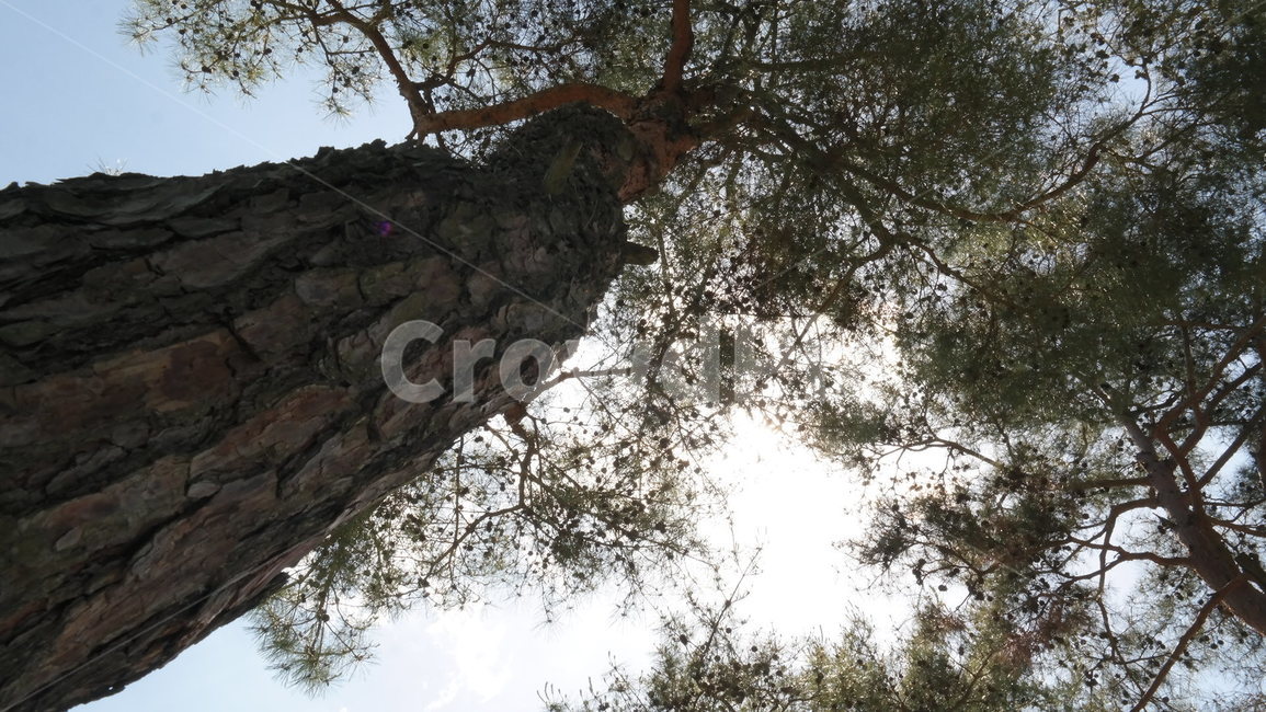 tree,나무,plant,식물,소나무,식물,자연,plants,nature,나무,trees,wood