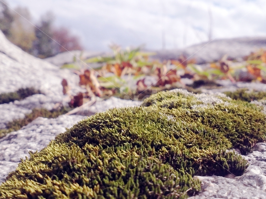 이끼,계곡,물,바위,초록,식물,자연,plants,nature,감성,sensible,feeling