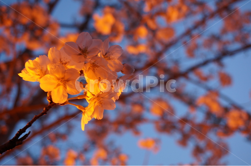 벚꽃,벚꽃나무,봄꽃,저녁벚꽃,가로등벚꽃,벚나무,봄,계절,spring,season,식물,자연,plants,nature,꽃,flower,plant,blossom,geranium,제라늄
