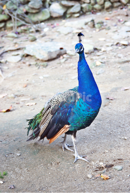 공작새,자아도취,새,깃털,화려함,동물,animal,조류,새,birds